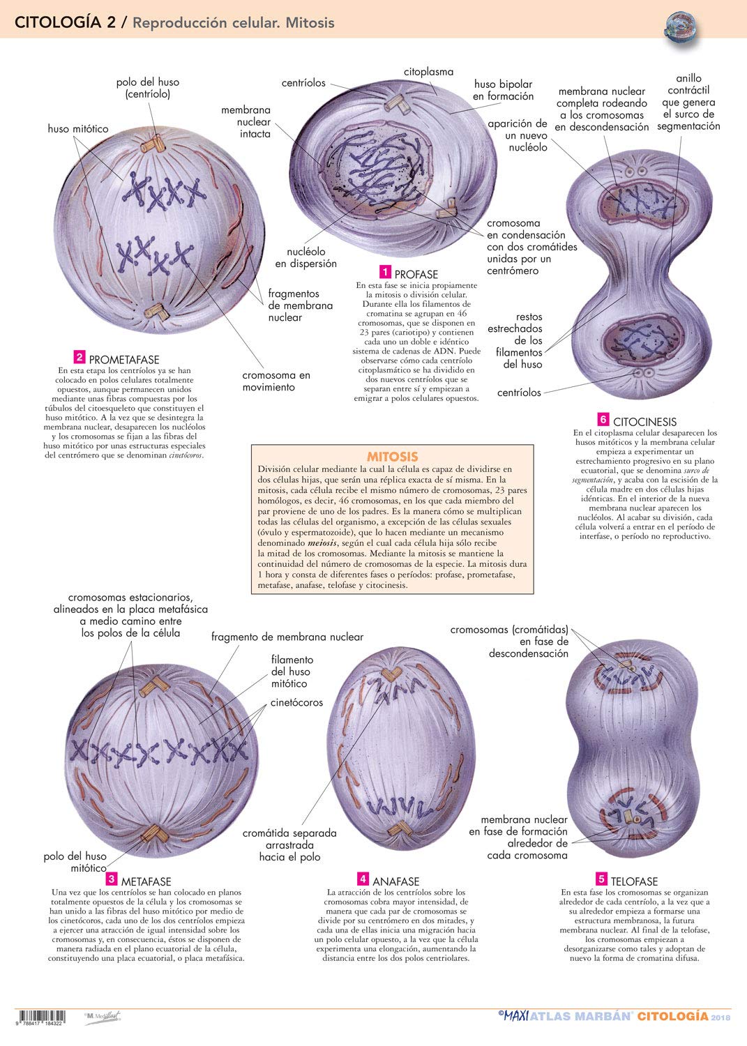 LAMINA CITOLOGIA 2. REPRODUCCION CELULAR. MITOSIS 01 / 2018