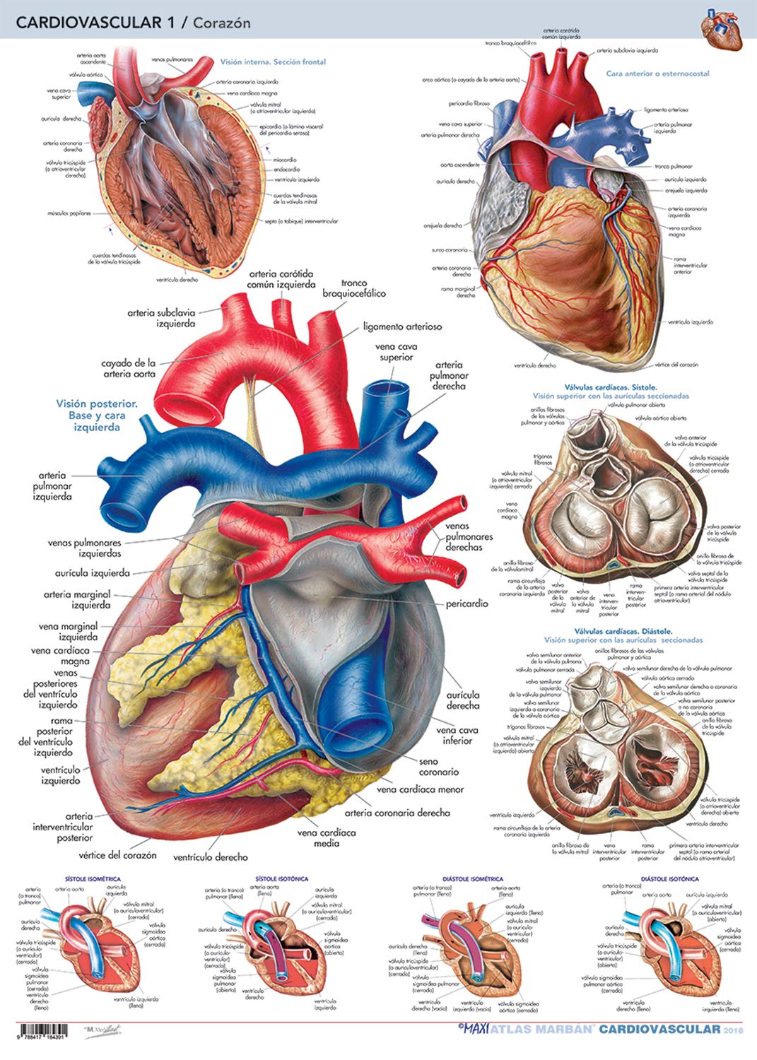 LAMINA CARDIOVASCULAR 1. CORAZON 01 / 2018